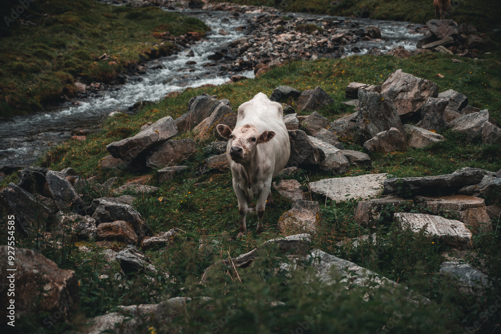 Fototapeta premium Cow by the river