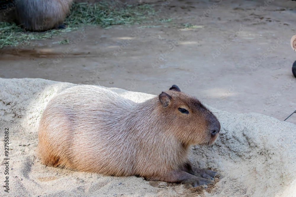 The closeup image of Capybara (Hydrochoerus hydrochaeris).
It is a giant cavy rodent native to South America. It is the largest living rodent.
It is a highly social species. The closeup image of Capybara (Hydrochoerus hydrochaeris).
It is a giant cavy rodent native to South America. It is the largest living rodent.
It is a highly social species.