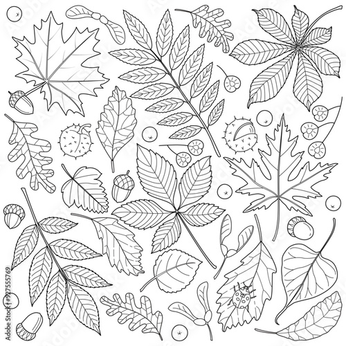 Autumn falling leaves and seeds. chestnut, rowan, aspen, oak, maple, doodle style. Hand drawn black and white isolated. Autumn leaves coloring page art therapy for children and adults.