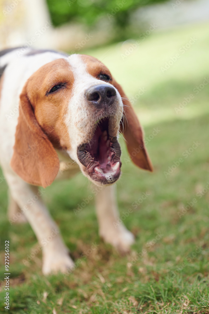 Beagle pet dog Beagle pet dog