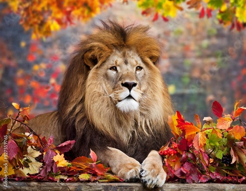 lion in the autumn forest
 photo