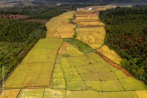 Terraced rice fields