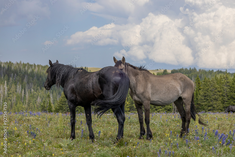Wild Horses in Summer in the Pryor Mountains of Montana Wild Horses in Summer in the Pryor Mountains of Montana