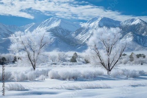 Frosted Trees in a Snowy Mountain Valley