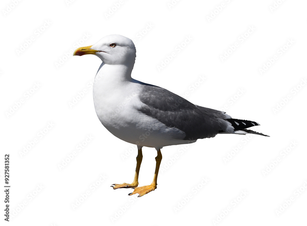 A seagull isolated on the transparent background A seagull isolated on the transparent background