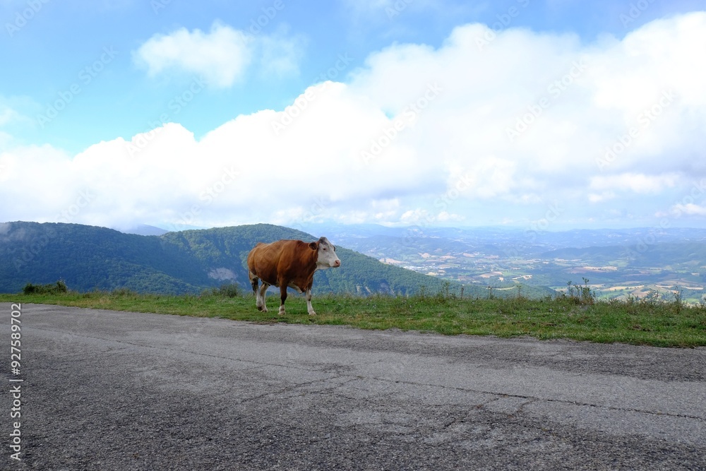 Obraz premium One adorable cow near road in mountains