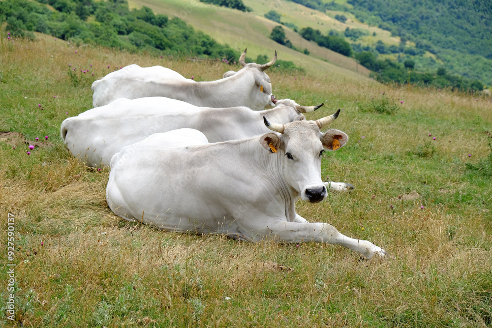 Group of white cows lying on grass in mountains Group of white cows lying on grass in mountains