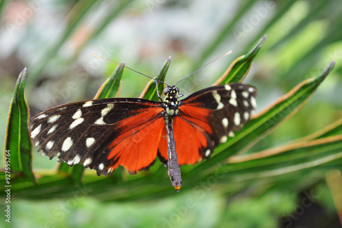 butterfly on a flower photo