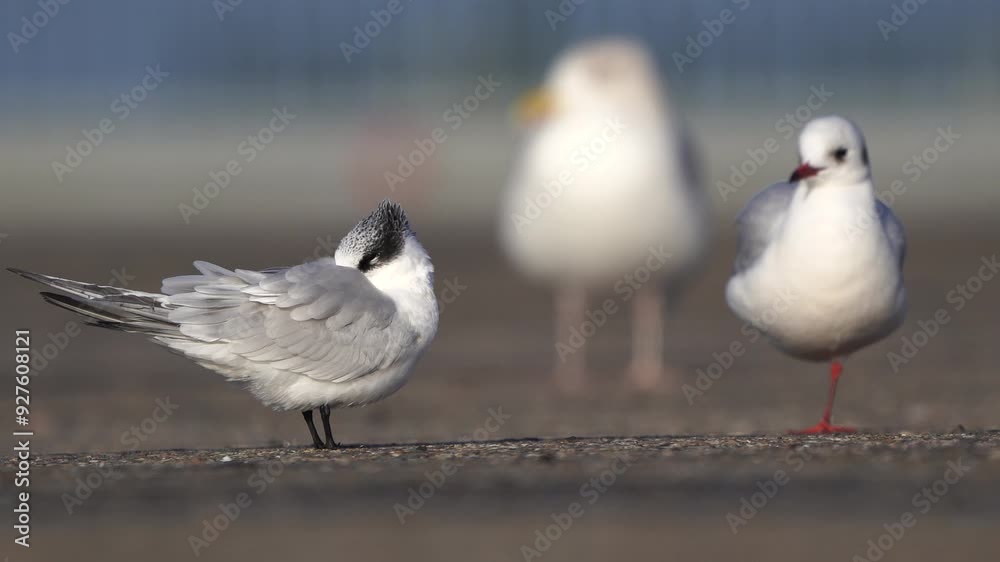 A sleaping Sandwich tern (Thalasseus sandvicensis) in winter plumage standing on a asphalt plateau with two gulls A sleaping Sandwich tern (Thalasseus sandvicensis) in winter plumage standing on a asphalt plateau with two gulls