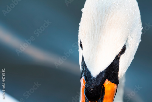 Fototapeta Naklejka Na Ścianę i Meble -  Close-up portrait of a swan