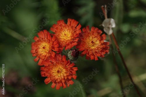 Flowers of Fox-and-cubs (Pilosella aurantiaca) photo