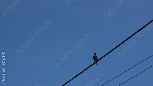 A bird is perched on a power line. The sky is clear and blue. The bird is looking down at the ground.