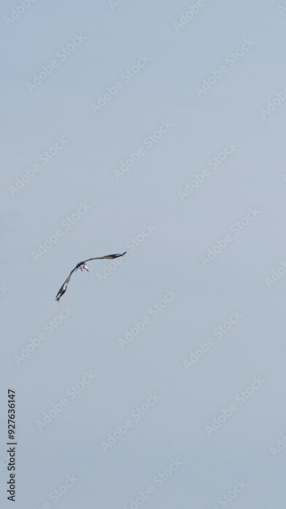 Vertical video. A white stork is flying in the blue sky with clouds. Wild nature. Vertical video. A white stork is flying in the blue sky with clouds. Wild nature.