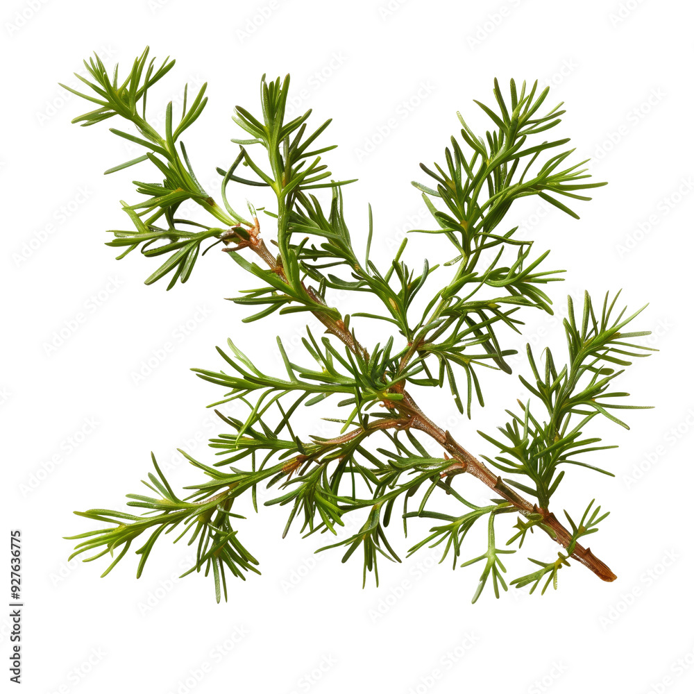 Fototapeta premium Fresh Green Branch of Hemlock with Pine Needle-Like Leaves.