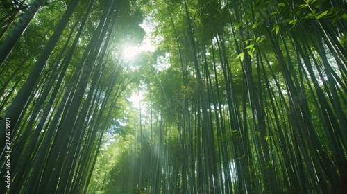 A forest with tall trees and sunlight shining through the leaves