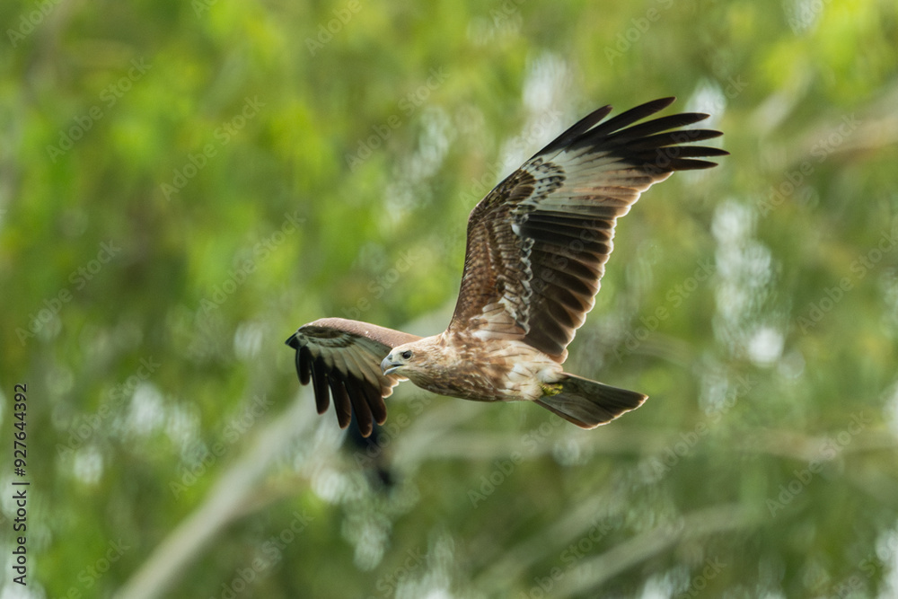 Fototapeta premium Hawk flying over the river for hunting fishes.Brahminy kite hawk flies and catches fish in the lake.Wildlife photography concept.