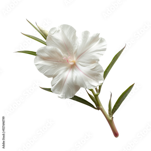 Isolated Oleander Flower with Delicate White Petals and Green Leaves