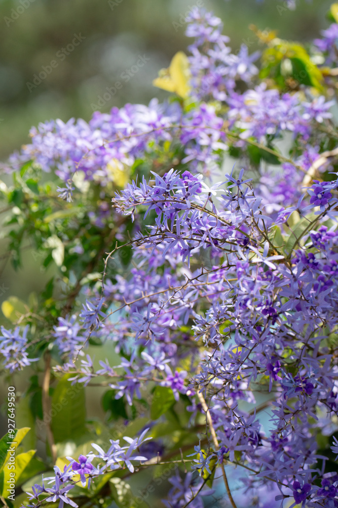 petrea volubilis, purple wreath background on green leaves petrea volubilis, purple wreath background on green leaves