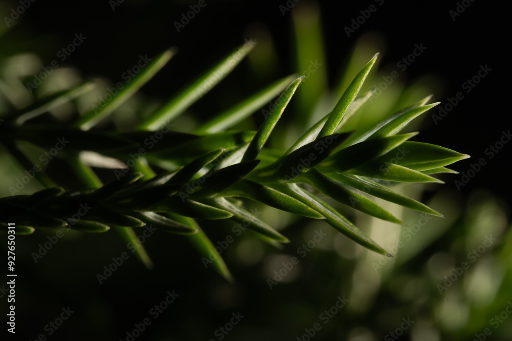 Fototapeta premium Macro shot of leaves under dark background