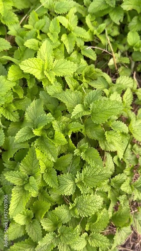 A bed of mint bushes with green leaves, fresh spice. Spicy food. For video presentation, advertising. Background. Close up. Vertical. Spices. Terraced bed, raised garden.