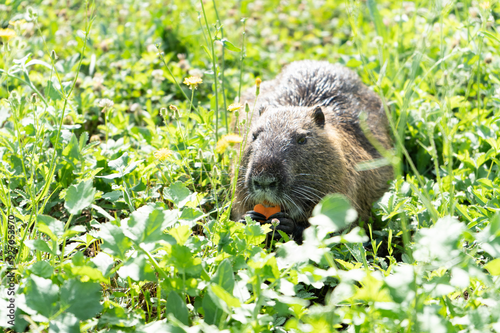 nutria in the grass eating a piece of carrot nutria in the grass eating a piece of carrot