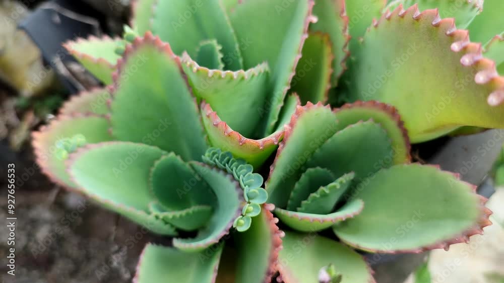 kalanchoe plant