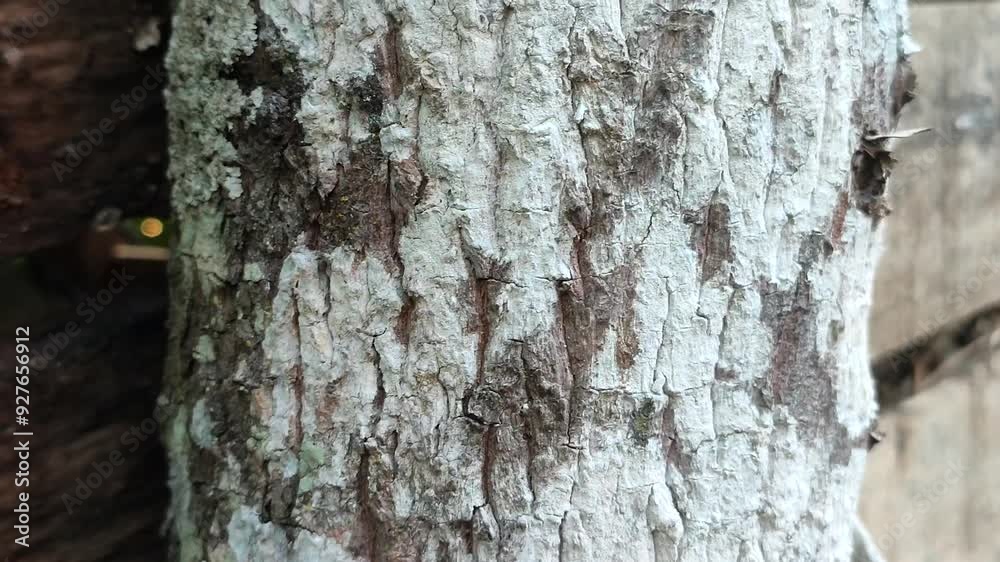santalum album tree trunk