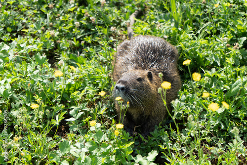 nutria in the grass with flowers