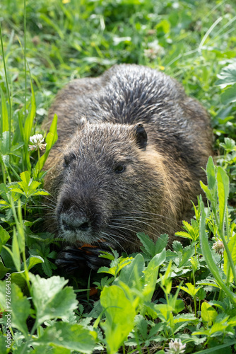 big nutria in a garden