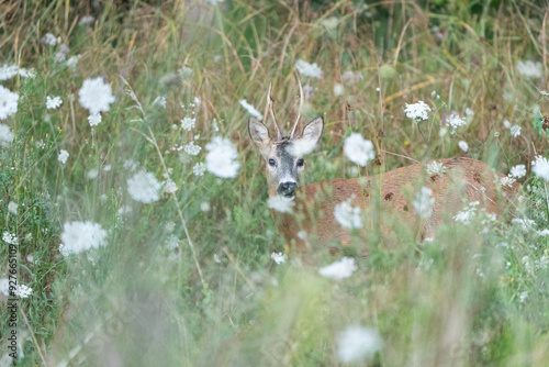 roe deer in a garden
