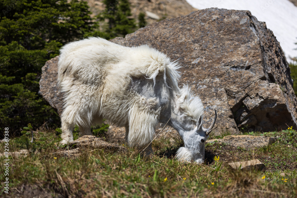 Obraz premium Mountain Goat in Glacier National Park