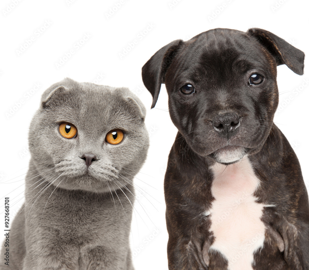 Naklejka premium A Scottish fold cat with adorable Pit Bull puppy