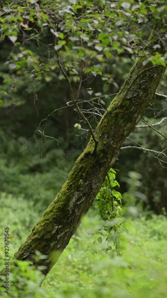 Tree trunk in the forest overgrown with green moss and foliage, vertical video Tree trunk in the forest overgrown with green moss and foliage, vertical video