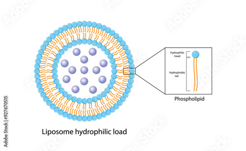 Liposome, with hydrophilic loads. Phospholipids, Drug encapsulation. Vector illustration.	
