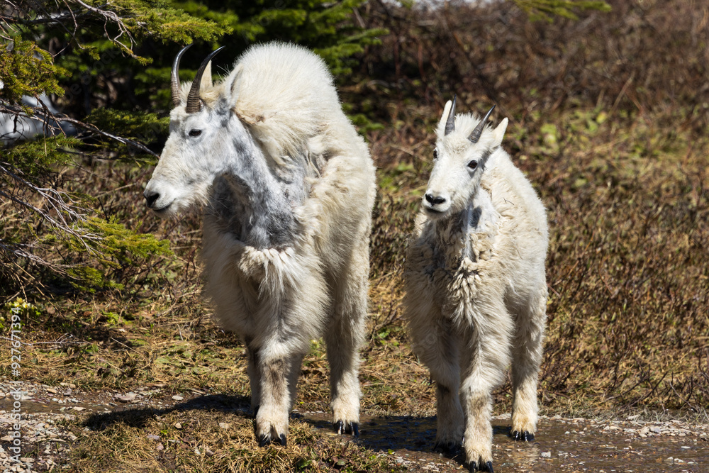 Mountain Goat in Glacier National Park Mountain Goat in Glacier National Park