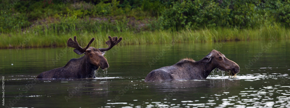 Fototapeta premium Moose in the lake