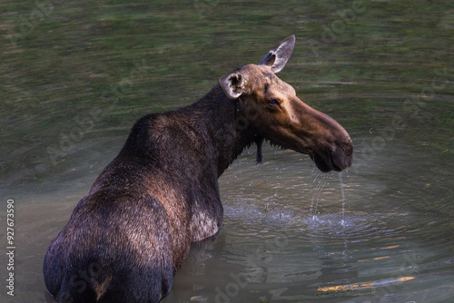 Moose in the lake photo