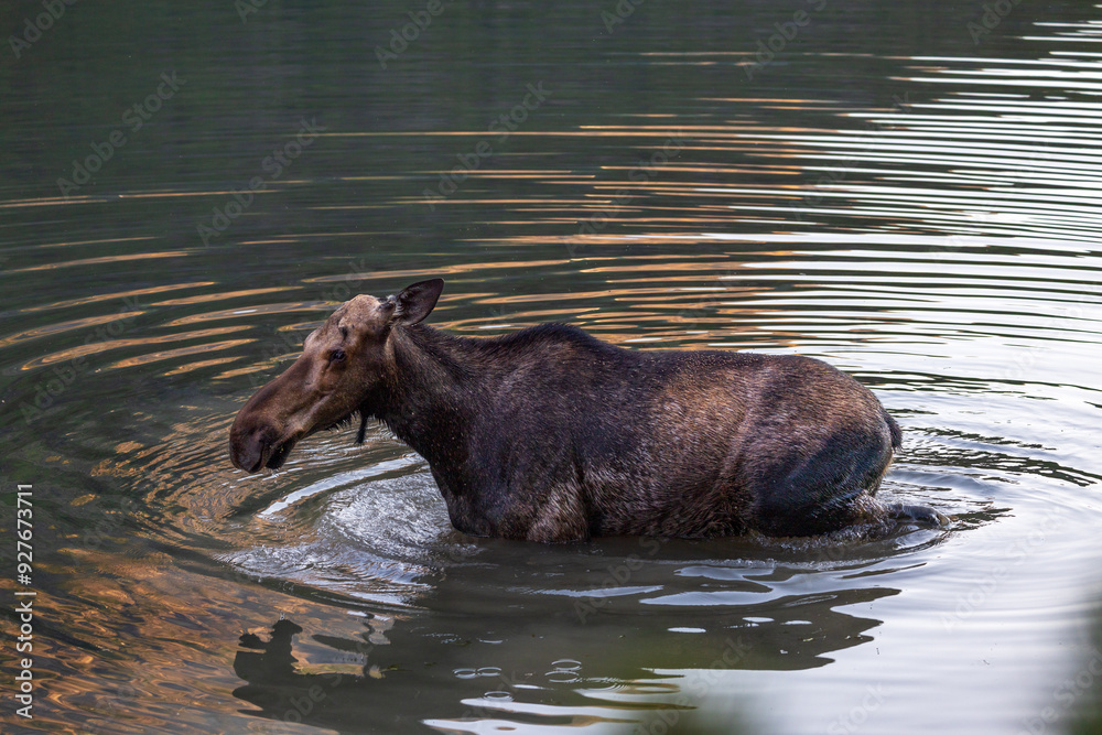 Fototapeta premium Moose in the lake