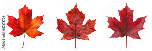 Red maple leaves for autumn illustration isolated on transparent background