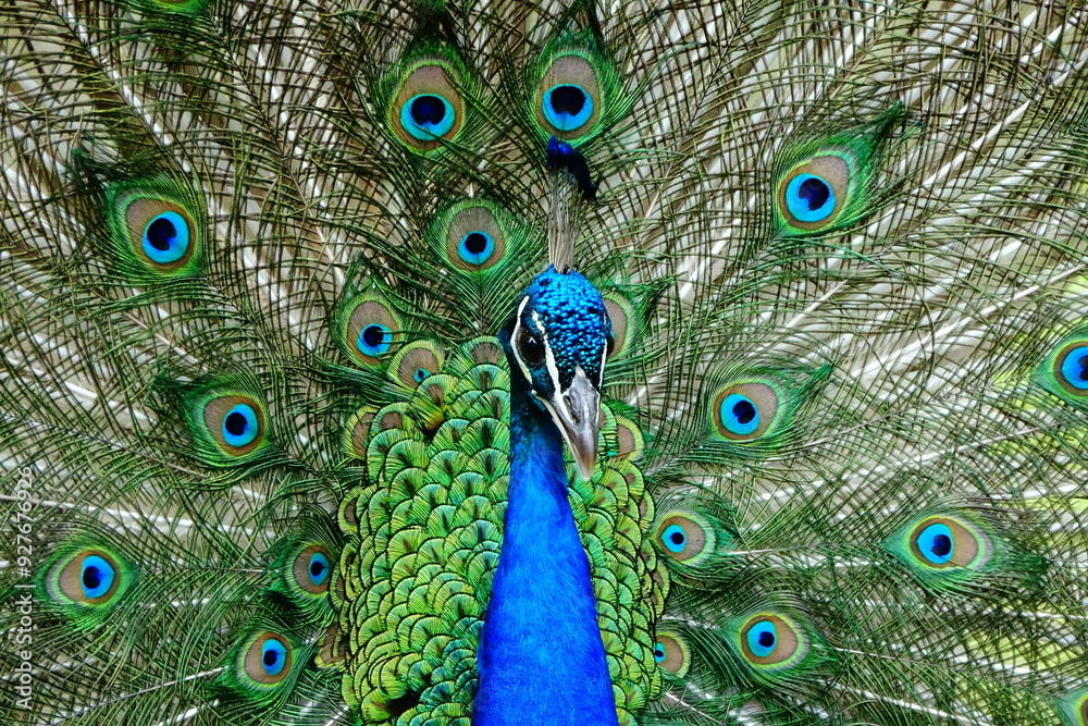 Obraz premium peacock with feathers