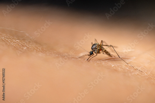 Biting mosquito