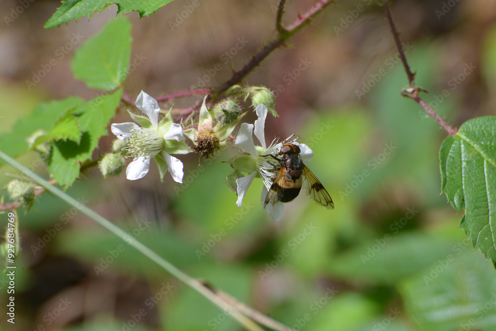 Gemeine Waldschwebfliege, Volucella pellucens Gemeine Waldschwebfliege, Volucella pellucens