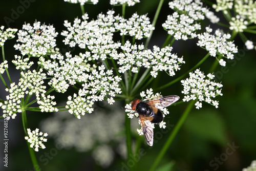 Gemeine Waldschwebfliege,  Volucella pellucens photo