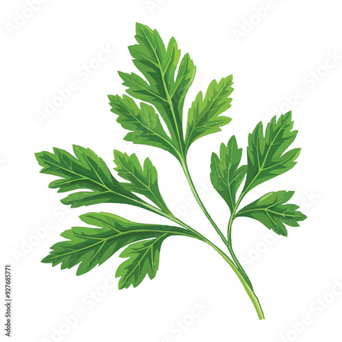 Parsley leaf vector