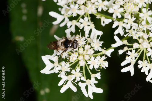 Bunte Erzschwebfliege, Cheilosia illustrata photo