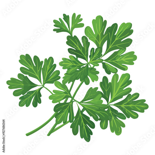 Parsley leaf vector