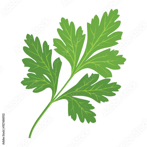 Parsley leaf vector