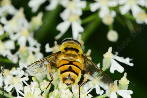 Schwebfliegen, Totenkopfschwebfliege,  Myathropa florea photo