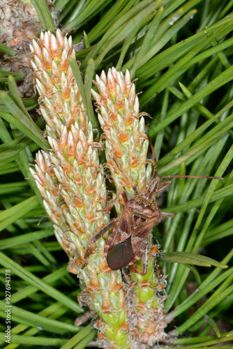 Amerikanische Kiefern- Zapfenwanze,  Leptoglossus occidentalis photo