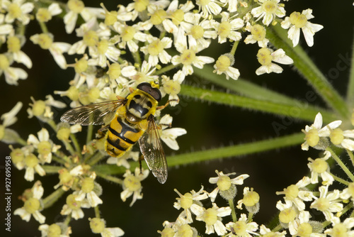 Schwebfliegen, Totenkopfschwebfliege,  Myathropa florea photo